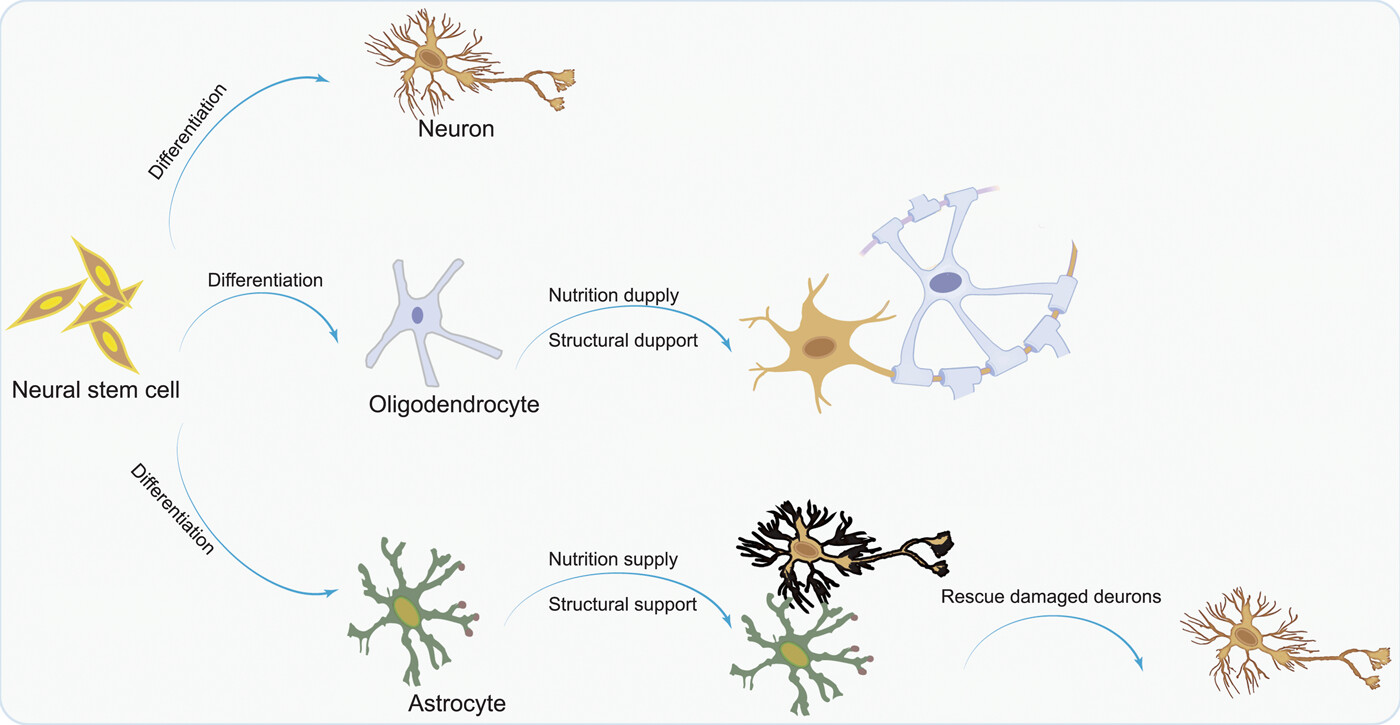 圖1：NSC分化為神經元，以補充大腦中因疾病而損失的神經元；少突膠質細胞