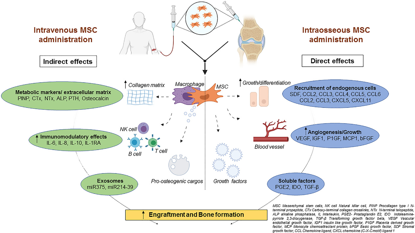圖2:該圖顯示了根據(jù)文獻(xiàn)16-18和TERCELOI6試驗(yàn)數(shù)據(jù)推測(cè)的間充質(zhì)干細(xì)胞體內(nèi)分子機(jī)制及其給藥后對(duì)各種細(xì)胞功能的作用。 圖2:該圖顯示了根據(jù)文獻(xiàn)16-18和TERCELOI6試驗(yàn)數(shù)據(jù)推測(cè)的間充質(zhì)干細(xì)胞體內(nèi)分子機(jī)制及其給藥后對(duì)各種細(xì)胞功能的作用。