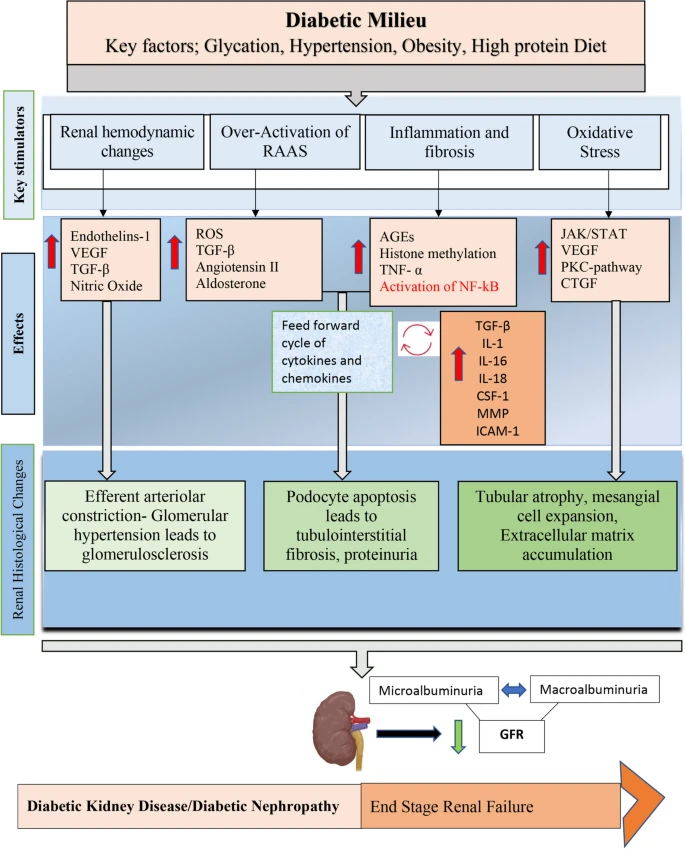 糖尿病腎病（DKD）的簡明病理生理學如圖2所示