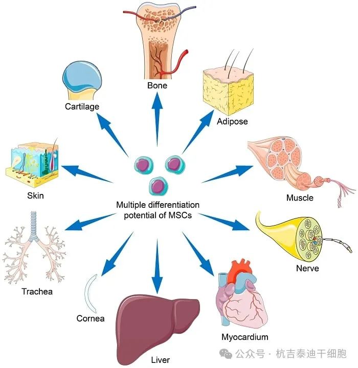 間充質(zhì)干細胞 (MSC) 的分化潛力可能會因干細胞來源、擴增條件及其培養(yǎng)微環(huán)境而異。