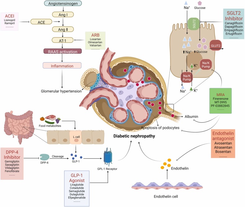 圖3：糖尿病腎病代表性藥物治療的基本機(jī)制。