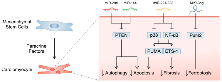 圖1:所選研究的示意圖,展示了間充質(zhì)干細(xì)胞分泌的microRNA分子對心肌細(xì)胞的影響。 圖1:所選研究的示意圖,展示了間充質(zhì)干細(xì)胞分泌的microRNA分子對心肌細(xì)胞的影響。