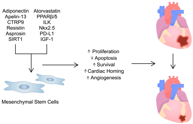 圖3:用多種試劑/分子預(yù)處理間充質(zhì)干細(xì)胞可增強(qiáng)其活性。這可用于治療心臟病,例如心肌梗塞。 圖3:用多種試劑/分子預(yù)處理間充質(zhì)干細(xì)胞可增強(qiáng)其活性。這可用于治療心臟病,例如心肌梗塞。