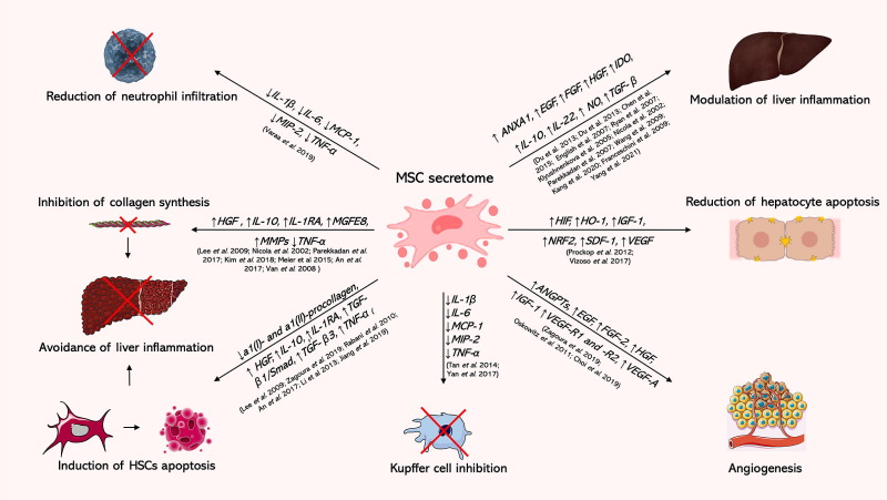 圖5:間充質干細胞分泌組在呼吸系統疾病中的作用 圖5:間充質干細胞分泌組在呼吸系統疾病中的作用