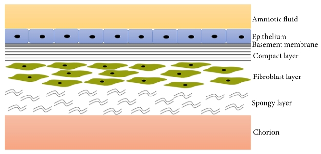 圖1：羊膜示意圖。