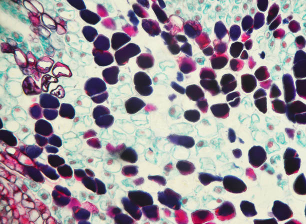 什么是間充質干細胞-脂肪間充質干細胞有什么特征?