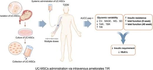 UC-MSCs可以通過靜脈輸注的方式來改善2型糖尿病患者的血糖控制。 UC-MSCs可以通過靜脈輸注的方式來改善2型糖尿病患者的血糖控制。