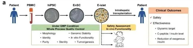 我國干細胞治療糖尿病的研究進展 我國干細胞治療糖尿病的研究進展