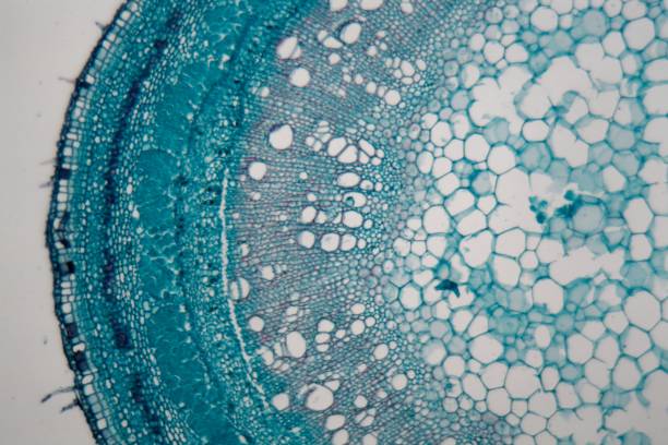 干細(xì)胞突破:EPHA2蛋白可能是更安全的再生療法的關(guān)鍵 干細(xì)胞突破:EPHA2蛋白可能是更安全的再生療法的關(guān)鍵