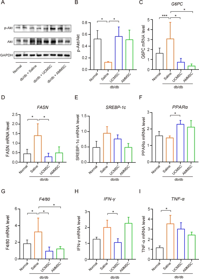 圖3:MSC給藥改善了Akt磷酸化和糖脂代謝功能障礙,并減少了肝臟炎癥。 圖3:MSC給藥改善了Akt磷酸化和糖脂代謝功能障礙,并減少了肝臟炎癥。