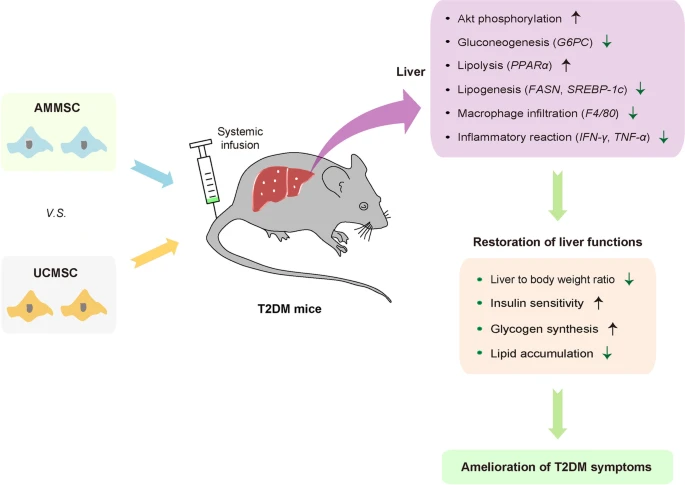 羊膜與臍帶間充質(zhì)干細(xì)胞治療2型糖尿病療效對(duì)比分析 羊膜與臍帶間充質(zhì)干細(xì)胞治療2型糖尿病療效對(duì)比分析