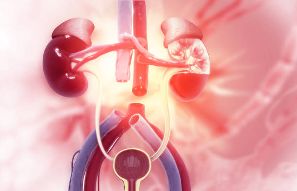 急性腎小管壞死-病因、癥狀、診斷和治療 急性腎小管壞死-病因、癥狀、診斷和治療