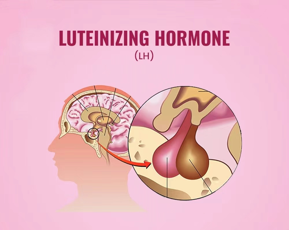 黃體生成素水平測試(LH) 黃體生成素水平測試(LH)