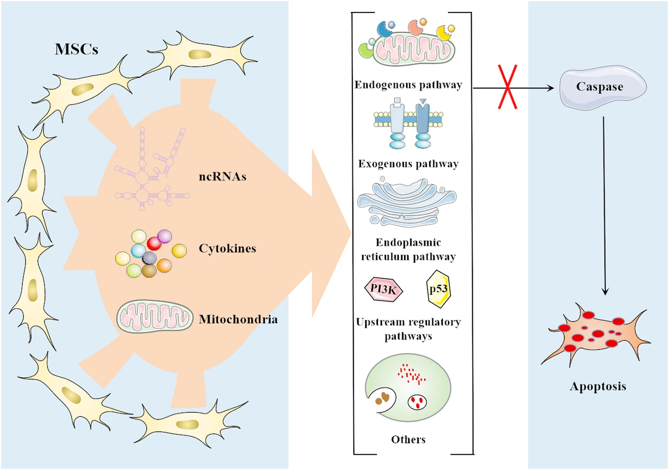 圖2：間充質干細胞 (MSC) 通過靶向多種途徑抑制細胞凋亡