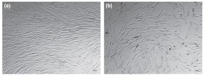 △培養基中培養14天后,年輕組(19-40),中年齡組(41-60)和老年組(61-89歲)的干細胞計數對比 △培養基中培養14天后,年輕組(19-40),中年齡組(41-60)和老年組(61-89歲)的干細胞計數對比