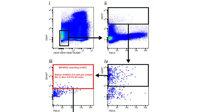 研究人員通過一系列步驟篩選數據,在骨髓漿中尋找這些干細胞。他們找到了 3.5 個。? 研究人員通過一系列步驟篩選數據,在骨髓漿中尋找這些干細胞。他們找到了 3.5 個。?