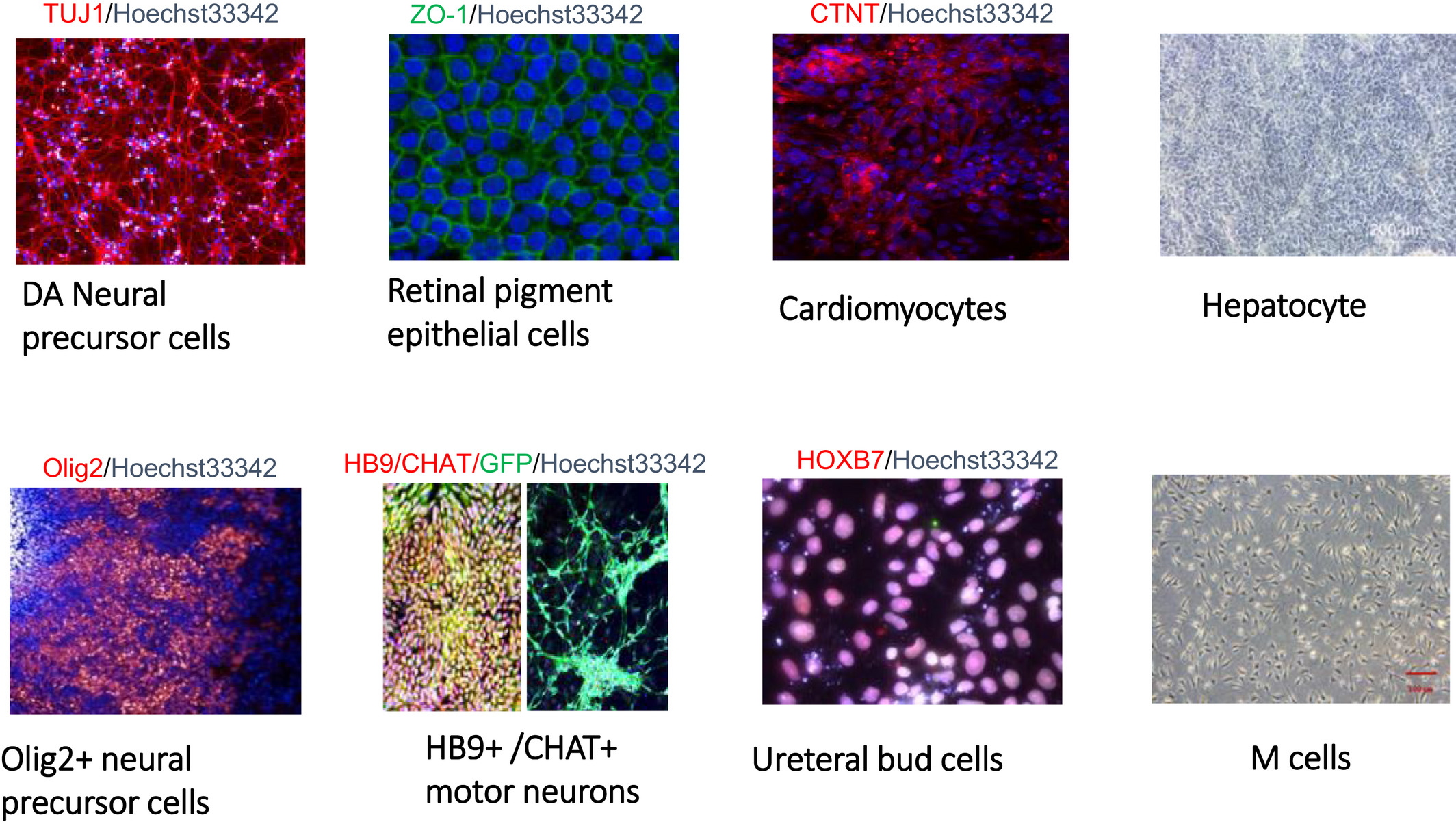 圖1：國家干細胞資源中心胚胎干細胞衍生功能細胞系的圖像。?