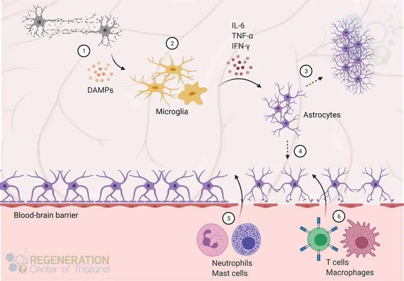 神經(jīng)元干細胞繞過血腦屏障 神經(jīng)元干細胞繞過血腦屏障