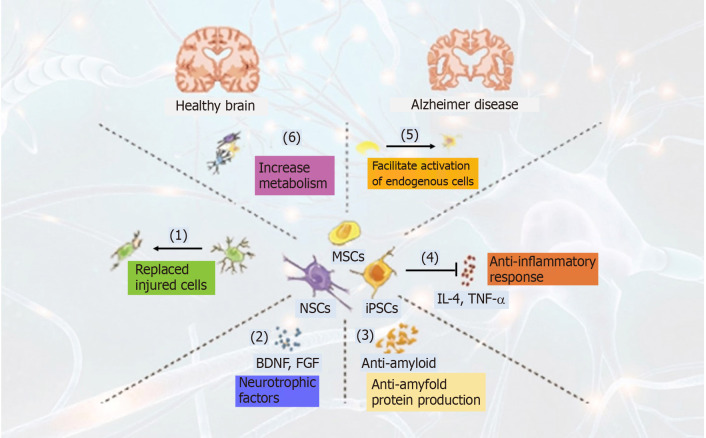 干細(xì)胞治療阿爾茨海默病的作用機(jī)制(圖1) 干細(xì)胞治療阿爾茨海默病的作用機(jī)制(圖1)