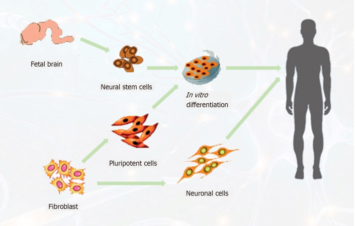 圖3:針對(duì)中風(fēng)患者的神經(jīng)干細(xì)胞可能來(lái)源示意圖。 圖3:針對(duì)中風(fēng)患者的神經(jīng)干細(xì)胞可能來(lái)源示意圖。