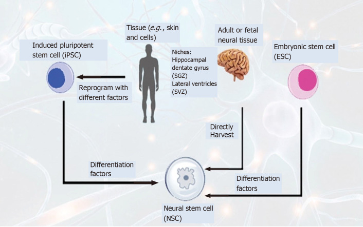 圖4:通過(guò)不同方法生成神經(jīng)干細(xì)胞以治療神經(jīng)退行性疾病的示意圖。 圖4:通過(guò)不同方法生成神經(jīng)干細(xì)胞以治療神經(jīng)退行性疾病的示意圖。