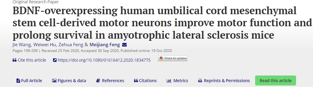 BDNF過度表達的人臍帶間充質干細胞衍生的運動神經元可改善肌萎縮側索硬化癥小鼠的運動功能并延長生存期 BDNF過度表達的人臍帶間充質干細胞衍生的運動神經元可改善肌萎縮側索硬化癥小鼠的運動功能并延長生存期