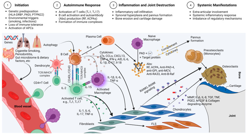 圖2：類風濕性關節炎的免疫發病機制示意圖，重點介紹了在類風濕性關節炎發展中起關鍵作用的各種細胞和分子因素的復雜相互作用。