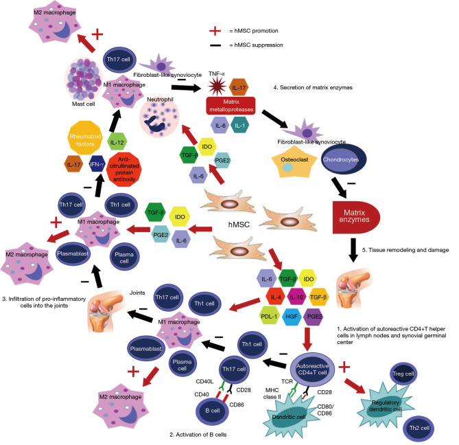 圖3：MSC在關節炎中在多個細胞信號傳導水平上發揮作用。