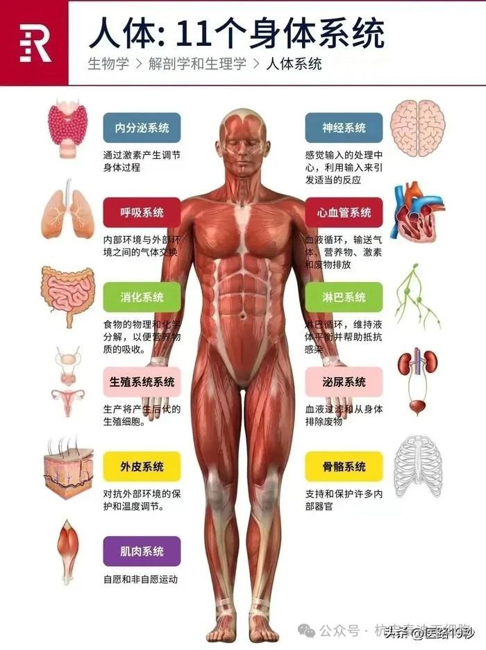 人體:11個身體系統