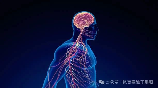 干細胞療法與神經系統疾病