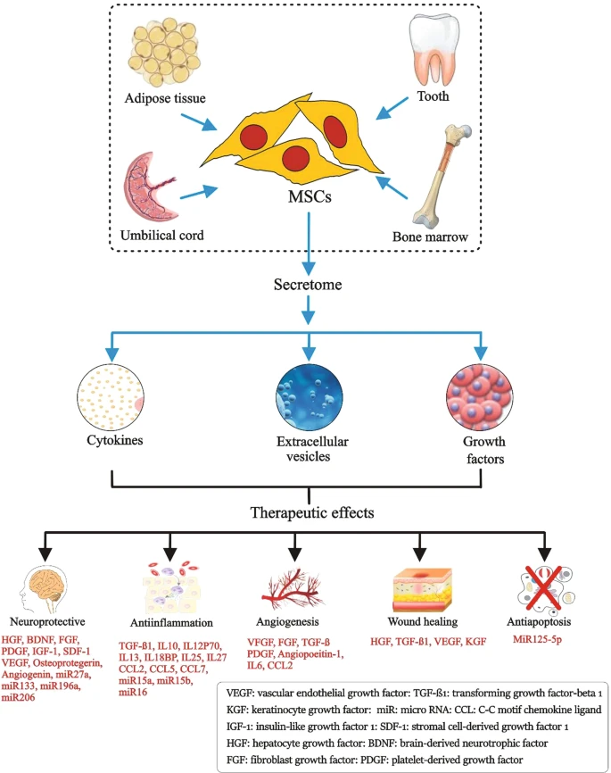 圖1：間充質(zhì)干細(xì)胞的來(lái)源、分泌組組成和治療益處。