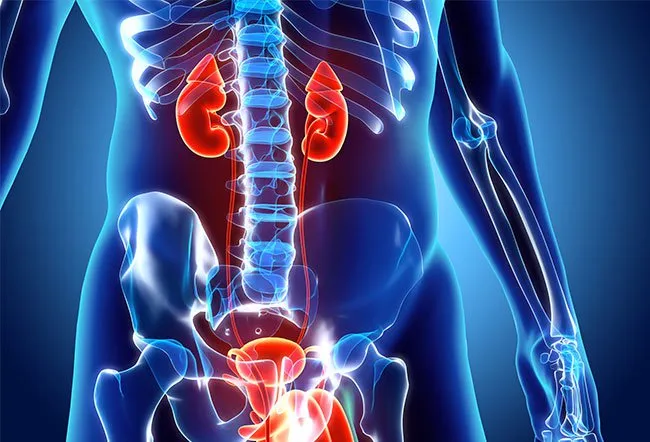 您通常可以降低患腎病的風險或阻止其進展。 您通常可以降低患腎病的風險或阻止其進展。