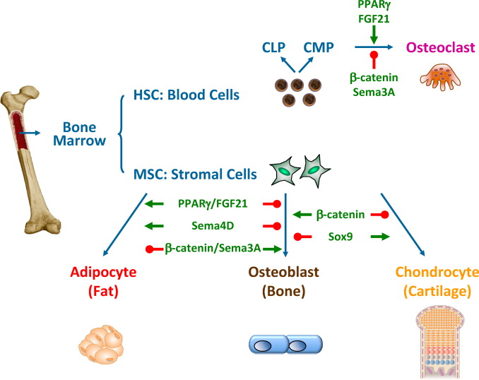 骨髓間充質(zhì)干細(xì)胞的來(lái)源、特性、作用是什么? 骨髓間充質(zhì)干細(xì)胞的來(lái)源、特性、作用是什么?