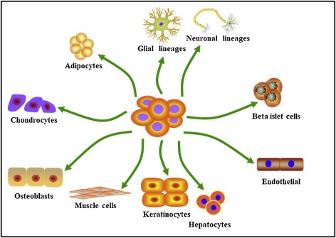 脂肪間充質干細胞的來源、特性、作用是什么？