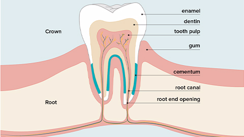 牙髓間充質干細胞的來源、特性、作用是什么? 牙髓間充質干細胞的來源、特性、作用是什么?