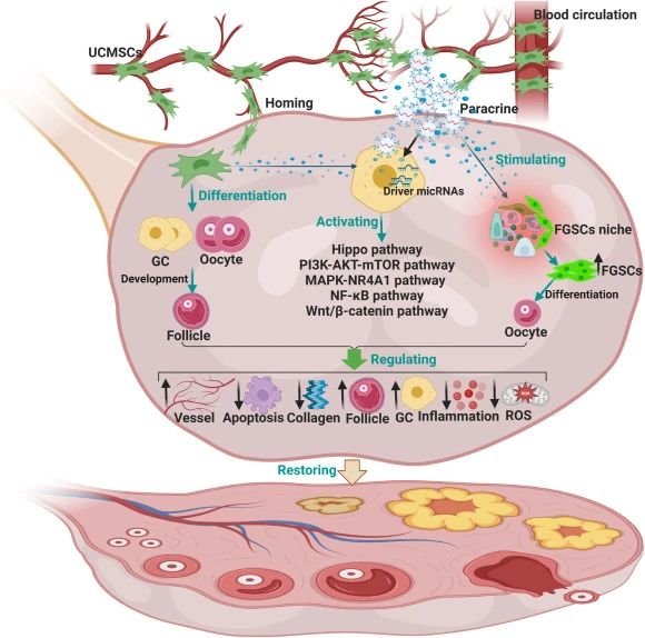 二、臍帶間充質(zhì)干細(xì)胞如何治療卵巢衰老？