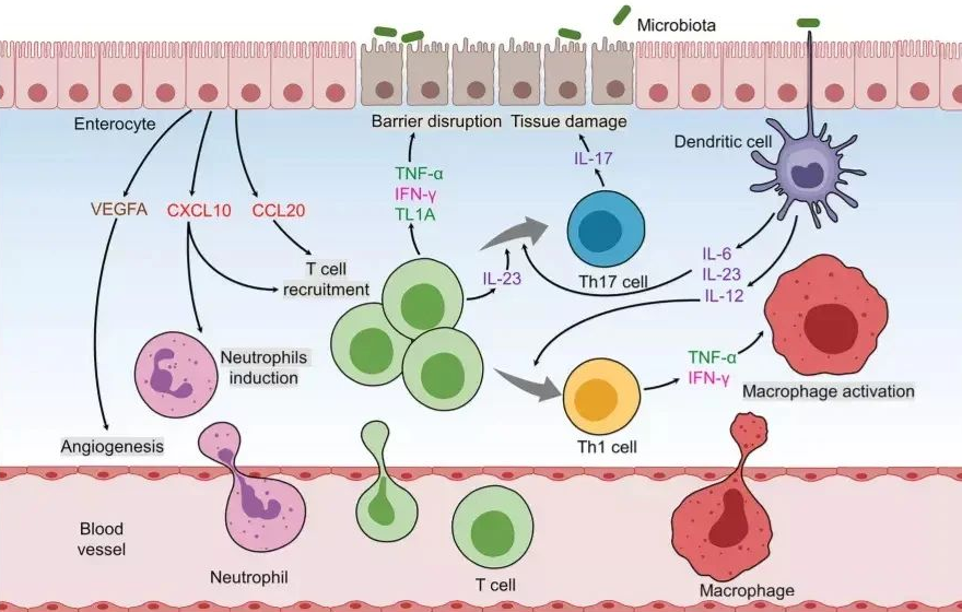 臍帶間充質(zhì)干細(xì)胞 臍帶間充質(zhì)干細(xì)胞