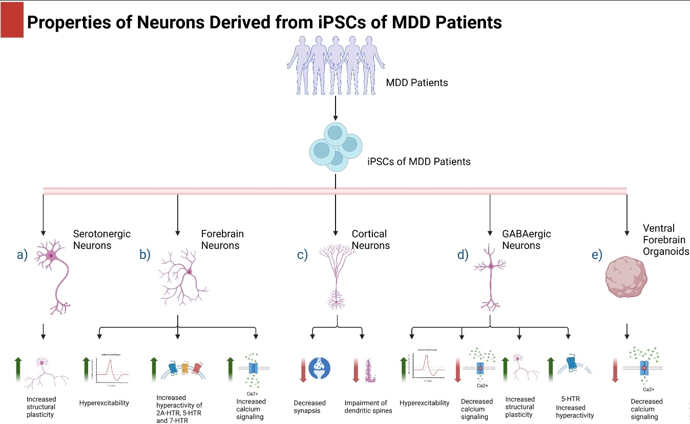 圖1:抑郁癥患者的iPSC及其在抑郁癥中的應(yīng)用。 圖1:抑郁癥患者的iPSC及其在抑郁癥中的應(yīng)用。