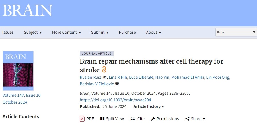 確認干細胞治療中風后的大腦修復機制，以推動干細胞治療中風進入臨床至關重要！