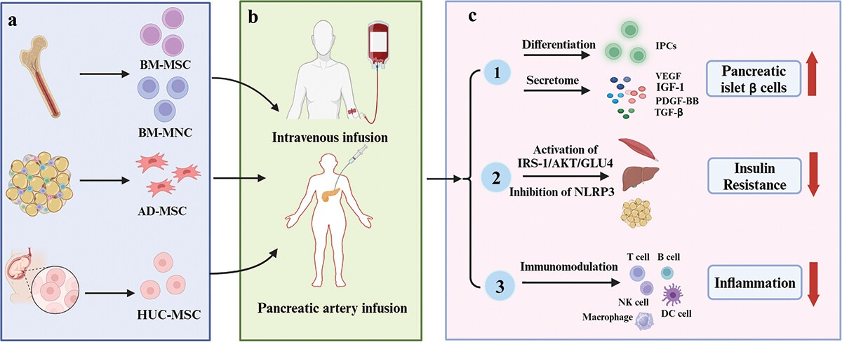 圖1：間充質干細胞治療2型糖尿病