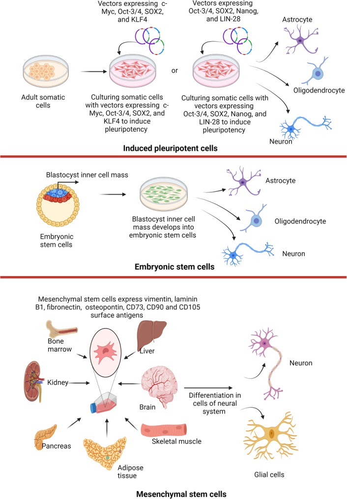 圖1:不同來源的干細(xì)胞可用于治療神經(jīng)退行性疾病。 圖1:不同來源的干細(xì)胞可用于治療神經(jīng)退行性疾病。