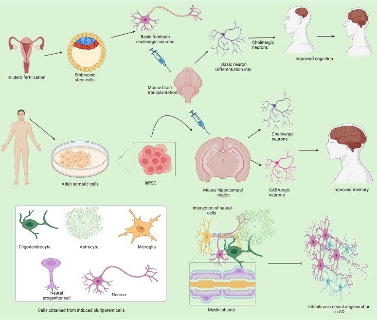 圖3:不同來源的干細(xì)胞在抑制阿爾茨海默病中的作用 圖3:不同來源的干細(xì)胞在抑制阿爾茨海默病中的作用