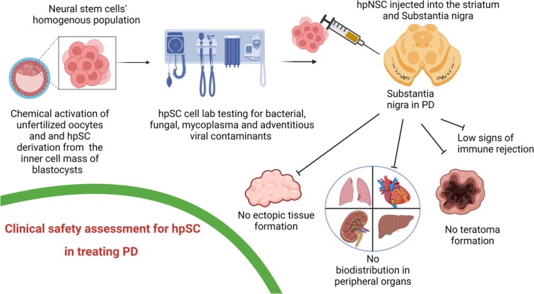 hpSC 治療 PD 的臨床安全性評估 hpSC 治療 PD 的臨床安全性評估