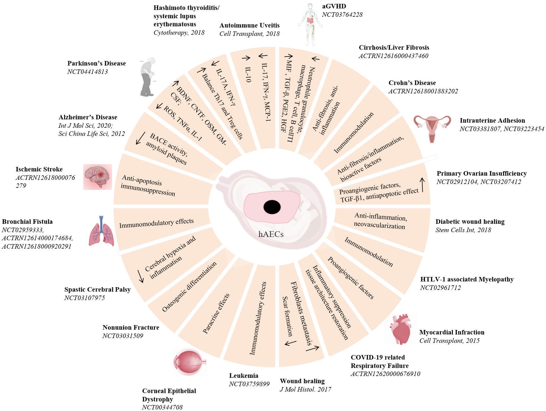 圖3：hAECs在疾病治療中的臨床前和臨床研究。hAECs在各種疾病治療中的示意圖和潛在的機(jī)制。