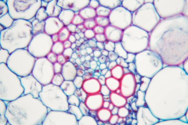 什么是間充質干細胞 (MSC)？