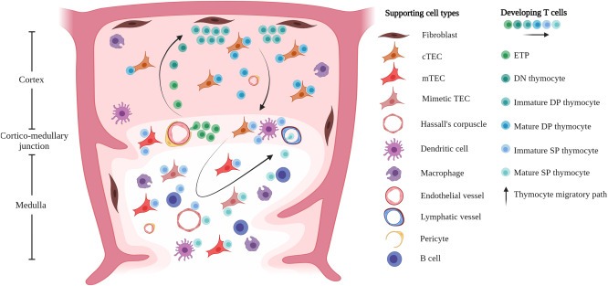圖1：T細胞的發育和選擇在胸腺微環境中受時空信號以及與支持基質、上皮和造血細胞相互作用的引導