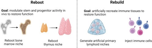 圖3：再生老化和受損免疫器官的兩種方法，包括重啟患者自身的免疫系統和通過人工補充重建患者的免疫系統