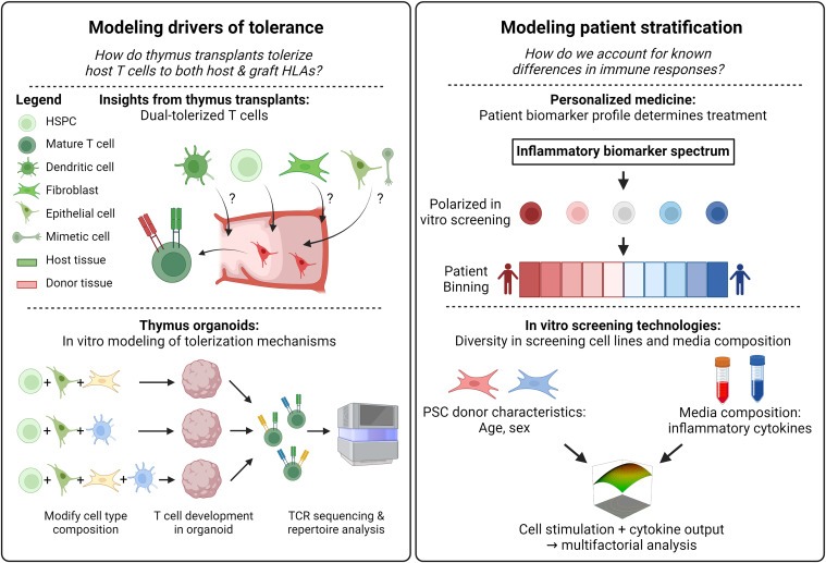 圖5：新興免疫再生療法的持續進展需要更好地了解移植細胞和組織如何與宿主免疫系統相互作用和發揮作用，以及開發體外模擬各種免疫系統狀態的技術