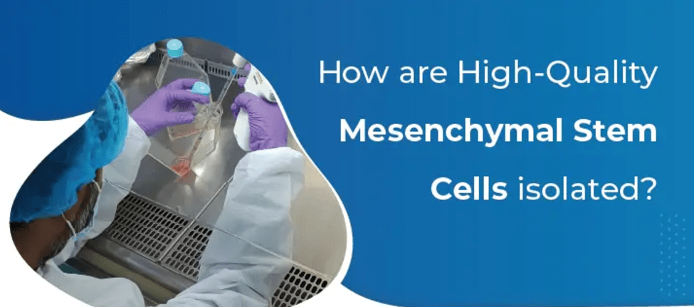 為什么遵守GMP對于生產高質量、安全的間充質干細胞至關重要 為什么遵守GMP對于生產高質量、安全的間充質干細胞至關重要
