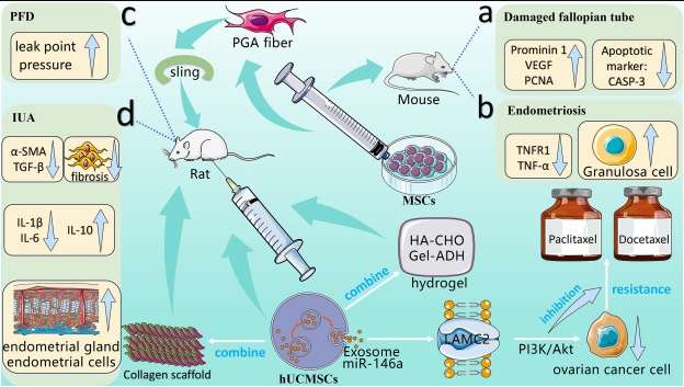 圖2：間充質(zhì)干細(xì)胞在婦產(chǎn)科疾病應(yīng)用相關(guān)的動物實(shí)驗(yàn)。